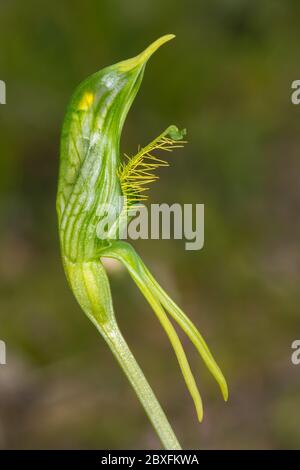 Grande Greenhood con aratura, dettagli floreali. Foto Stock