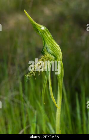 Grande Greenhood con aratura, dettagli floreali. Foto Stock