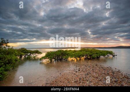 Mangrovie grigie (Avicennia marina) che crescono su sabbia bar. Foto Stock