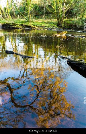 Fiume Oily a Bruckless, contea di Donegal, Irlanda. Salmone e trota fiume di pesca in autunno, autunno. Foto Stock