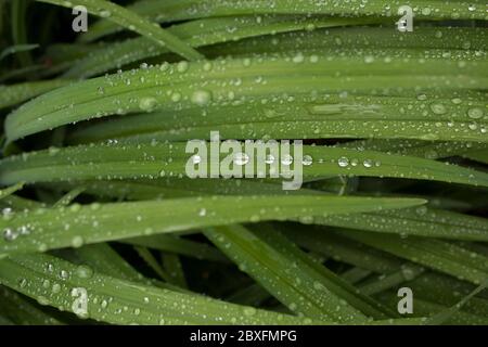 Gocce di pioggia sulle piante, Mahmoud Abad, Mazandaran, Iran Foto Stock