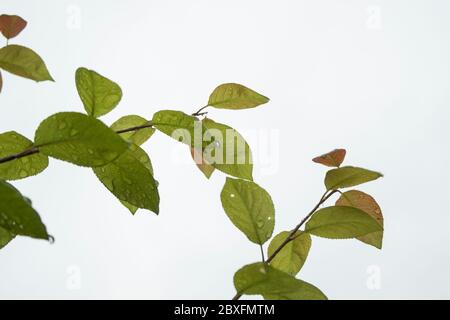 Gocce di pioggia sulle piante, Mahmoud Abad, Mazandaran, Iran Foto Stock