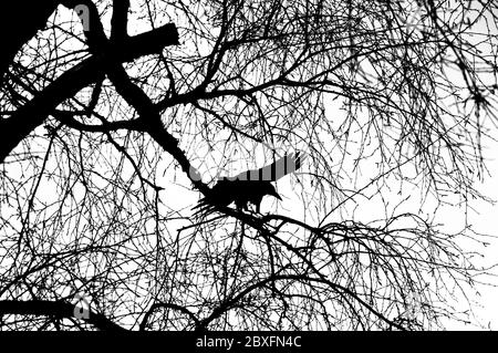 Lone Rook con ali si stagliano tra rami senza frondosi di alberi silhouette contro il cielo bianco. Foto Stock