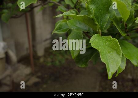 Gocce di pioggia sulle piante, Mahmoud Abad, Mazandaran, Iran Foto Stock