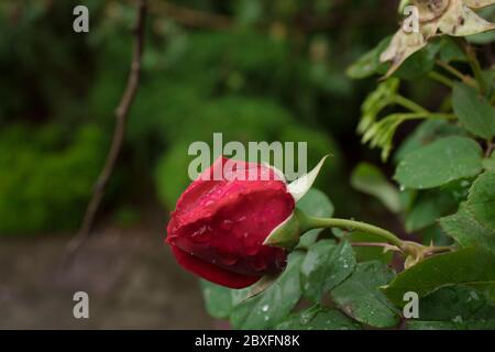 Gocce di pioggia sulle piante, Mahmoud Abad, Mazandaran, Iran Foto Stock