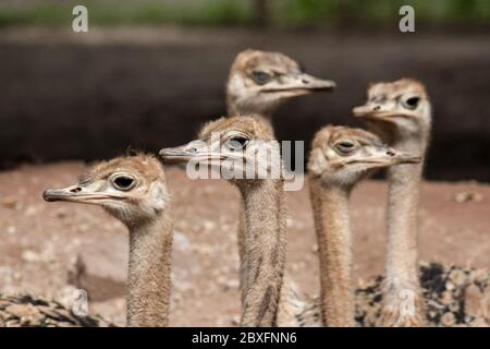 ritratto di cinque struzzi che guardano su lati diversi Foto Stock