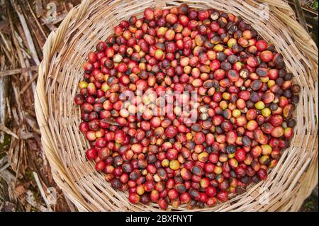 Bacche di caffè rosso nella vista ravvicinata del cestino Foto Stock