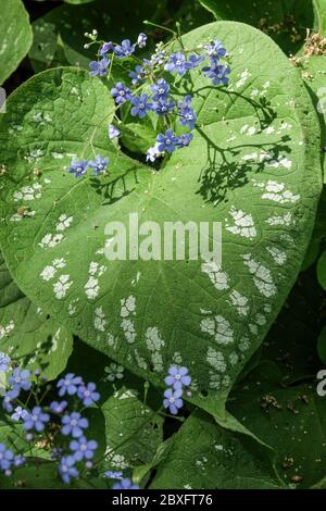 Rangle di brunnera Foto Stock