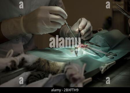 Chirurgo veterinario che neutralizza un gatto femminile in una clinica veterinaria con attenzione all'utero Foto Stock