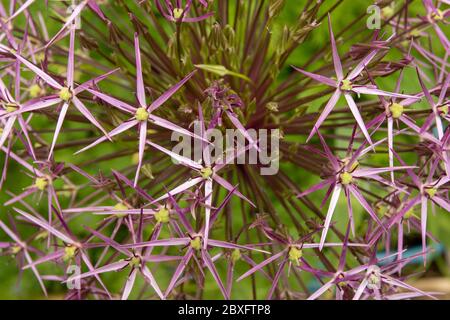 Allium cristophii, la cipolla persiana, stella della Persia, testa di fiore in un giardino urbano londinese, ritratto naturale delle piante Foto Stock