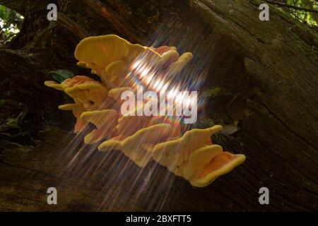 Pollo dei funghi commestibili di Woods su ceppo di albero di marciume in tarda primavera, London Borough of Bromley, Inghilterra, Regno Unito, Europa Foto Stock