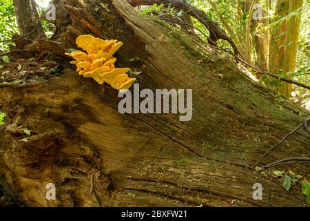 Pollo dei funghi commestibili di Woods su ceppo di albero di marciume in tarda primavera, London Borough of Bromley, Inghilterra, Regno Unito, Europa Foto Stock