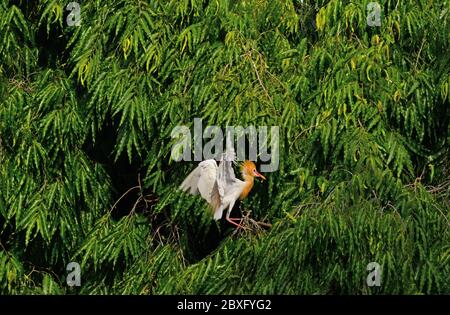 Beawar, India. 05 giugno 2020. Uccello di Egret del bestiame che vola su un albero ad un giardino pubblico in Beawar, Rajasthan. (Foto di Alberto Sibaja/Pacific Press) Credit: Pacific Press Agency/Alamy Live News Foto Stock