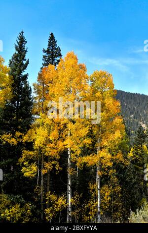 Colori autunnali sulla San Juan Skyway, Colorado Foto Stock