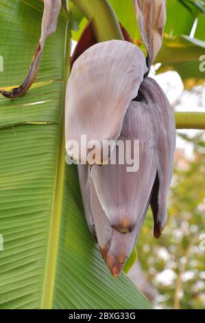 il fiore della banana albero può essere usato come alimento per il latte delle donne che stanno avendo bambini. Foto Stock