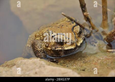 I toads sono conosciuti più bene per le loro pelli spesse e verdose. Foto Stock