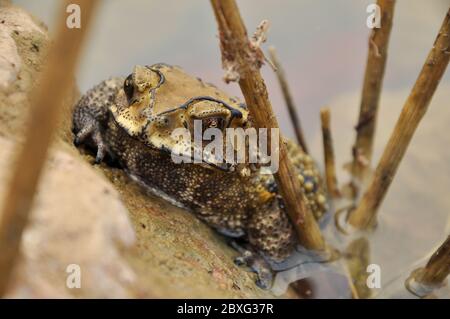 I toads sono conosciuti più bene per le loro pelli spesse e verdose. Foto Stock