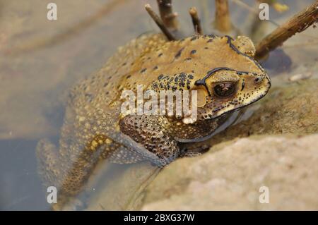 I toads sono conosciuti più bene per le loro pelli spesse e verdose. Foto Stock