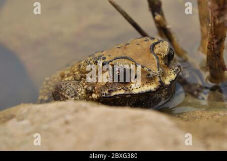 I toads sono conosciuti più bene per le loro pelli spesse e verdose. Foto Stock