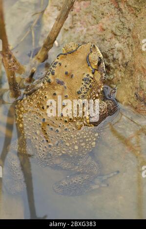 I toads sono conosciuti più bene per le loro pelli spesse e verdose. Foto Stock