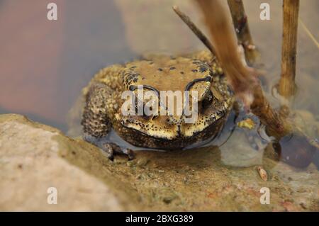 I toads sono conosciuti più bene per le loro pelli spesse e verdose. Foto Stock