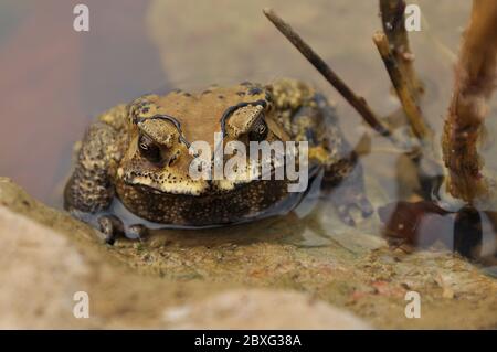 I toads sono conosciuti più bene per le loro pelli spesse e verdose. Foto Stock