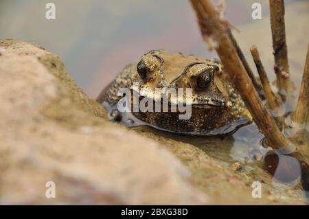 I toads sono conosciuti più bene per le loro pelli spesse e verdose. Foto Stock