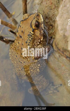 I toads sono conosciuti più bene per le loro pelli spesse e verdose. Foto Stock