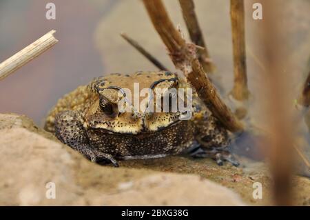 I toads sono conosciuti più bene per le loro pelli spesse e verdose. Foto Stock