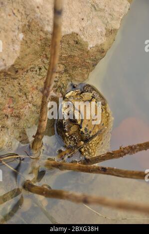 I toads sono conosciuti più bene per le loro pelli spesse e verdose. Foto Stock