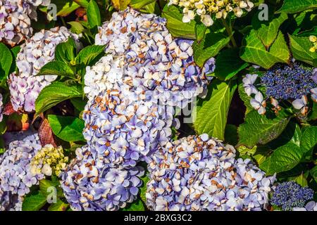 Fiori blu di Hydrangea alla costa occidentale di Hokitika, Nuova Zelanda. Foto Stock