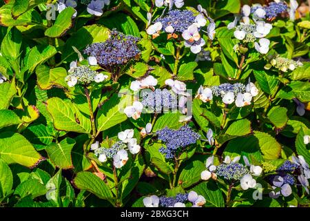 Fiori blu di Hydrangea alla costa occidentale di Hokitika, Nuova Zelanda. Foto Stock