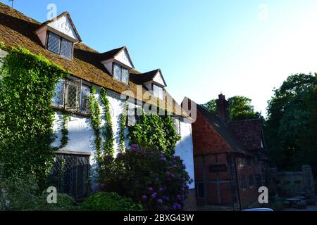 Casa Tudor di 500 anni (15 ° secolo) a Chiddingstone, Kent, coperta di piante da arrampicata in una giornata di sole a maggio Foto Stock