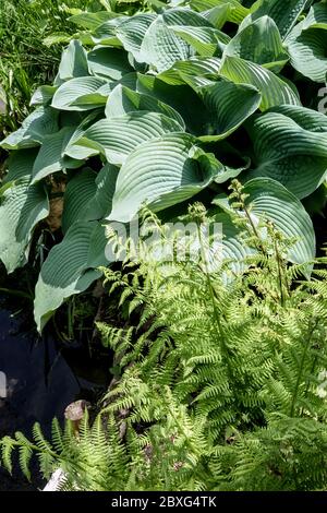 Hosta Blue Angel Fern Foto Stock