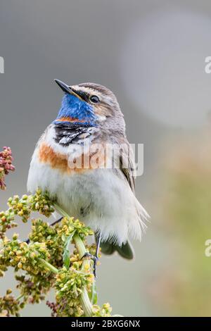 Il Blueghole in un giorno nuvoloso (Luscinia svecica) Foto Stock