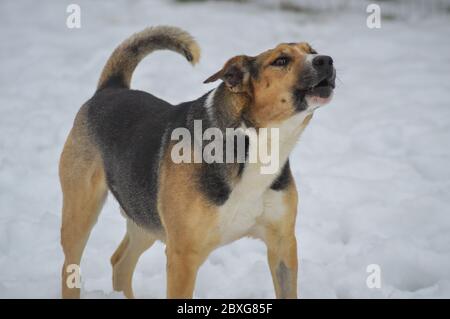 Cane nero e marrone abbaiare nella neve Foto Stock