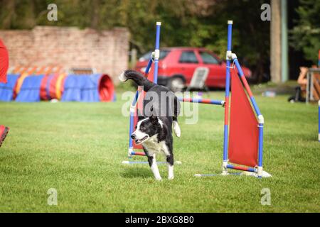 Il cane sta saltando sopra gli ostacoli. Incredibile giornata di allenamento privato sull'agilità ceca Foto Stock