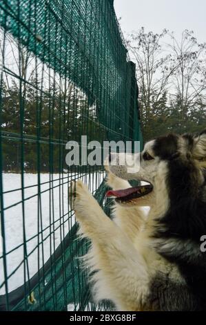 Cane Siberiano Husky in piedi sulle gambe posteriori appoggiate sulla rete recinzione Foto Stock
