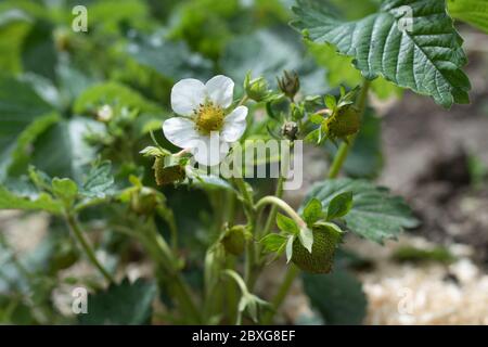 Pianta di fragola nel giardino Foto Stock