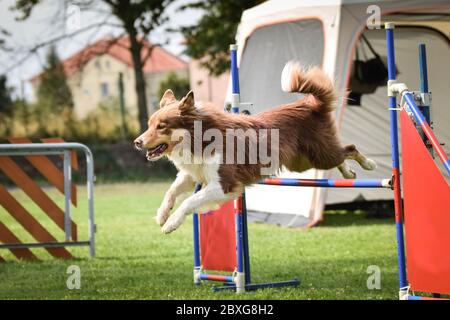 Il cane sta saltando sopra gli ostacoli. Incredibile giornata di allenamento privato sull'agilità ceca Foto Stock