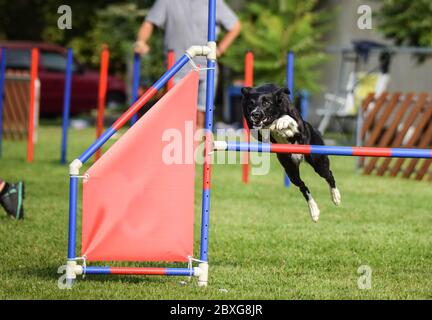 Il cane sta saltando sopra gli ostacoli. Incredibile giornata di allenamento privato sull'agilità ceca Foto Stock