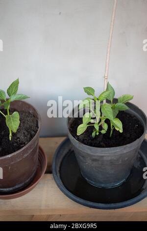 Peperoncino piantato in un vaso di fiori Foto Stock