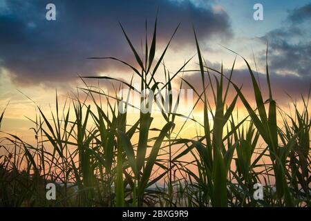 Paesaggio con un tramonto spettacolare tra le canne Foto Stock