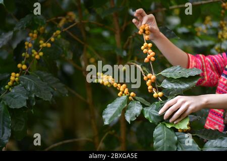 Coltivatore che raccoglie bacche di caffè, Thailandia Foto Stock