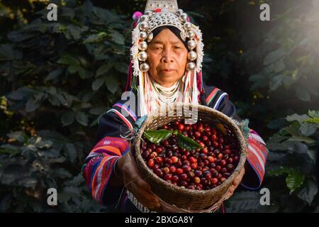 Ritratto di una donna che tiene bacche di caffè appena raccolte, Thailandia Foto Stock