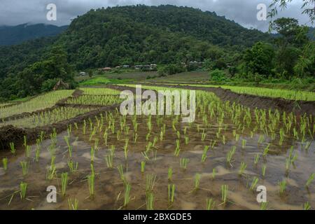 Campi di riso a schiera allagati, Chiang mai, Thailandia Foto Stock