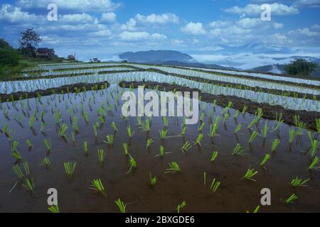 Campi di riso a schiera allagati, Chiang mai, Thailandia Foto Stock