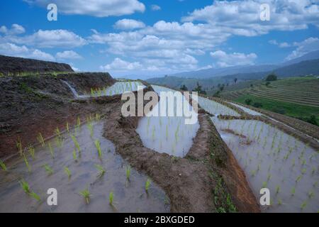 Campi di riso a schiera allagati, Chiang mai, Thailandia Foto Stock