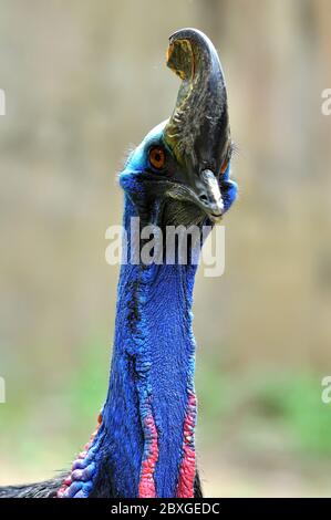 Gli uccelli Cassowary sono solitamente molto timidi e cauti da soli. Foto Stock