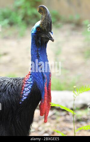 Gli uccelli Cassowary sono solitamente molto timidi e cauti da soli. Foto Stock